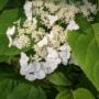 Hydrangea Arborescens – Haas Halo – #3 Container